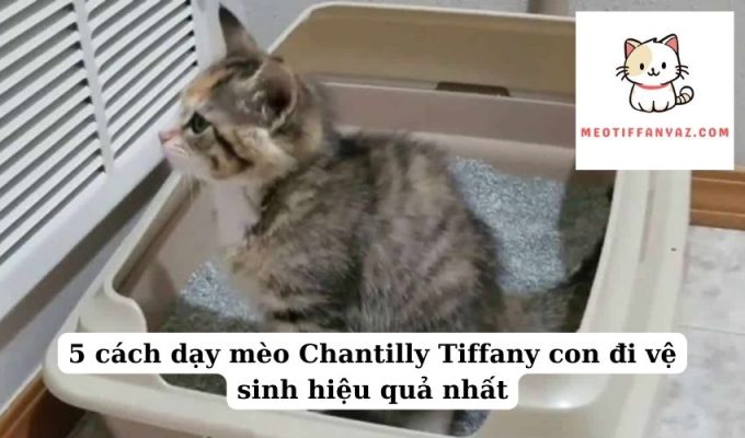 5 cách dạy mèo Chantilly Tiffany con đi vệ sinh hiệu quả nhất