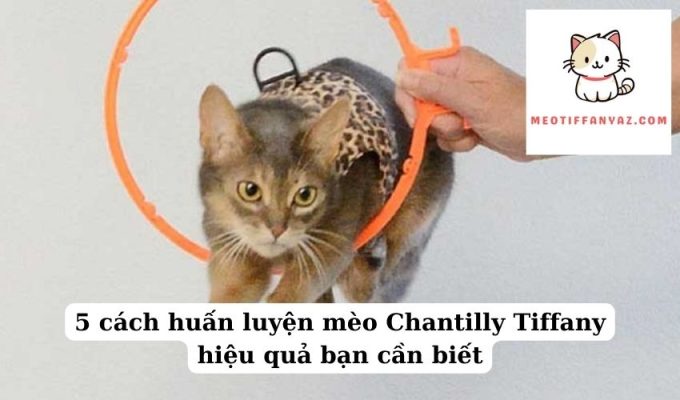 5 cách huấn luyện mèo Chantilly Tiffany hiệu quả bạn cần biết