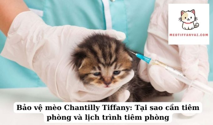 Bảo vệ mèo Chantilly Tiffany Tại sao cần tiêm phòng và lịch trình tiêm phòng