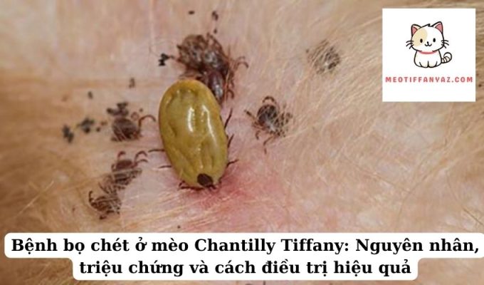 Bệnh bọ chét ở mèo Chantilly Tiffany Nguyên nhân, triệu chứng và cách điều trị hiệu quả