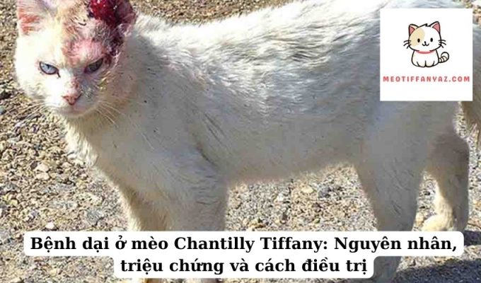 Bệnh dại ở mèo Chantilly Tiffany Nguyên nhân, triệu chứng và cách điều trị