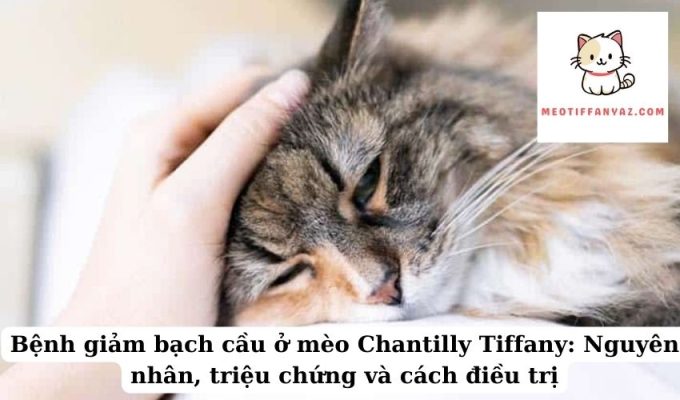 Bệnh giảm bạch cầu ở mèo Chantilly Tiffany Nguyên nhân, triệu chứng và cách điều trị