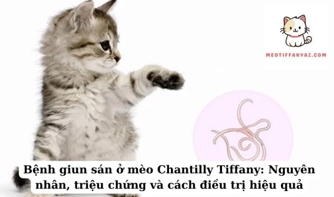 Bệnh giun sán ở mèo Chantilly Tiffany Nguyên nhân, triệu chứng và cách điều trị hiệu quả