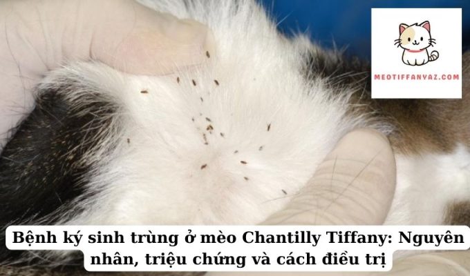 Bệnh ký sinh trùng ở mèo Chantilly Tiffany Nguyên nhân, triệu chứng và cách điều trị