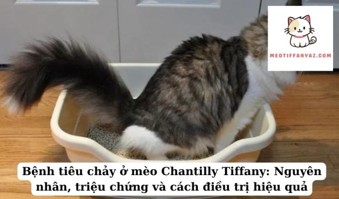 Bệnh tiêu chảy ở mèo Chantilly Tiffany Nguyên nhân, triệu chứng và cách điều trị hiệu quả