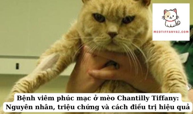 Bệnh viêm phúc mạc ở mèo Chantilly Tiffany Nguyên nhân, triệu chứng và cách điều trị hiệu quả