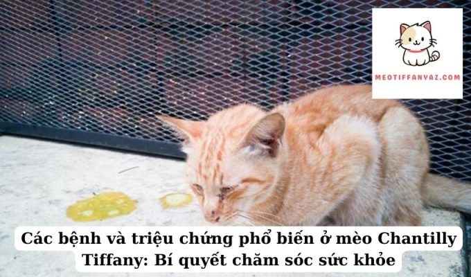 Các bệnh và triệu chứng phổ biến ở mèo Chantilly Tiffany Bí quyết chăm sóc sức khỏe