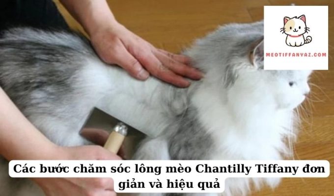 Các bước chăm sóc lông mèo Chantilly Tiffany đơn giản và hiệu quả