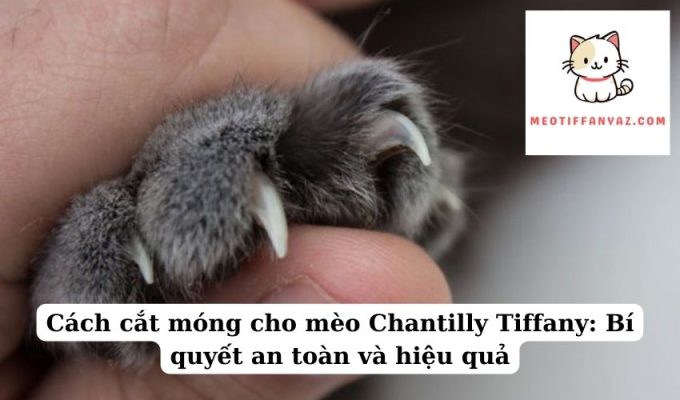 Cách cắt móng cho mèo Chantilly Tiffany Bí quyết an toàn và hiệu quả