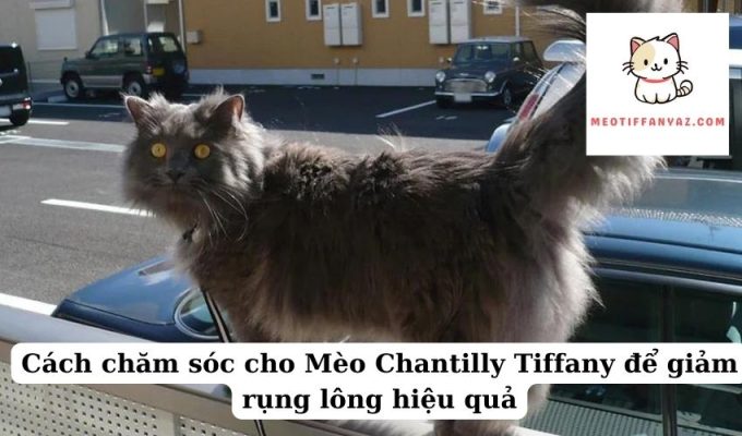 Cách chăm sóc cho Mèo Chantilly Tiffany để giảm rụng lông hiệu quả