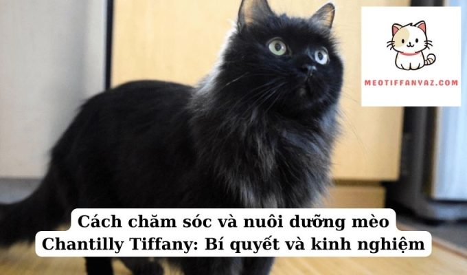 Cách chăm sóc và nuôi dưỡng mèo Chantilly Tiffany Bí quyết và kinh nghiệm