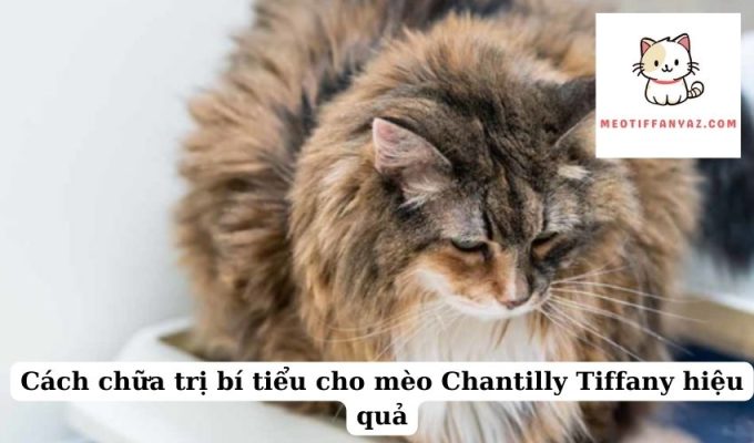 Cách chữa trị bí tiểu cho mèo Chantilly Tiffany hiệu quả