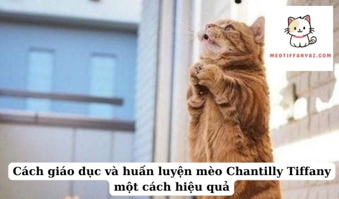 Cách giáo dục và huấn luyện mèo Chantilly Tiffany một cách hiệu quả