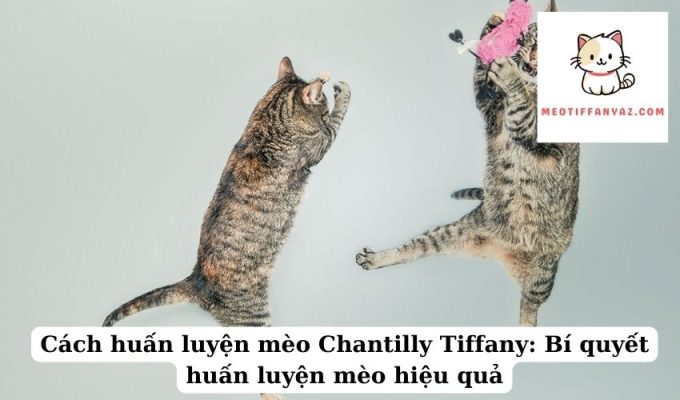 Cách huấn luyện mèo Chantilly Tiffany Bí quyết huấn luyện mèo hiệu quả