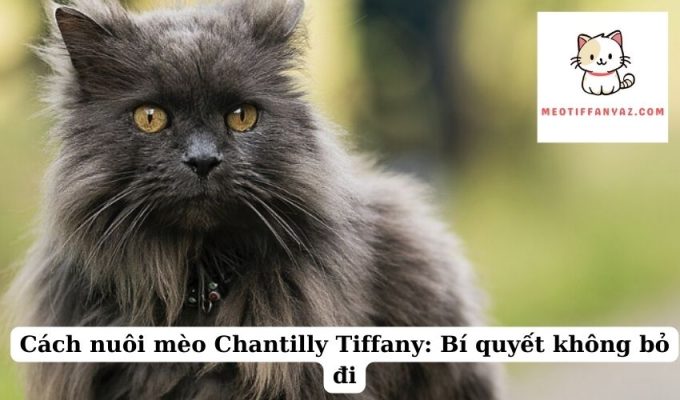 Cách nuôi mèo Chantilly Tiffany Bí quyết không bỏ đi