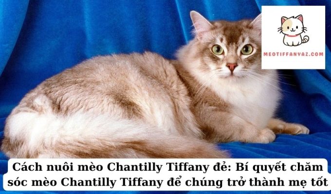 Cách nuôi mèo Chantilly Tiffany đẻ: Bí quyết chăm sóc mèo Chantilly Tiffany để chúng trở thành mẹ tốt