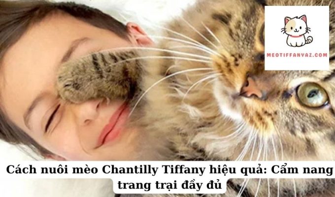 Cách nuôi mèo Chantilly Tiffany hiệu quả Cẩm nang trang trại đầy đủ