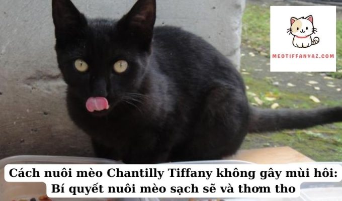 Cách nuôi mèo Chantilly Tiffany không gây mùi hôi Bí quyết nuôi mèo sạch sẽ và thơm tho