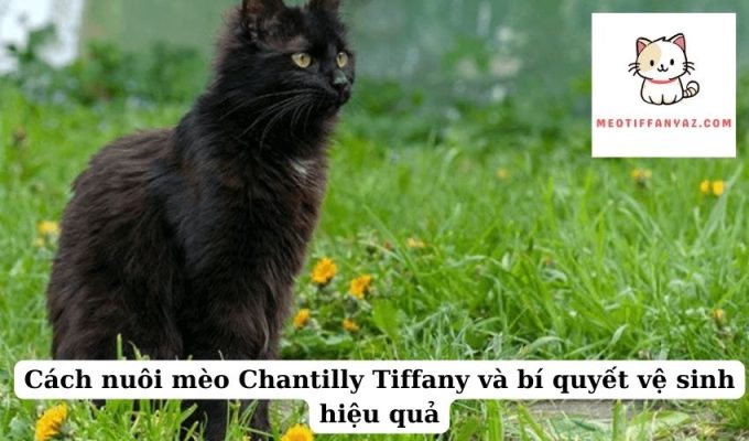 Cách nuôi mèo Chantilly Tiffany và bí quyết vệ sinh hiệu quả