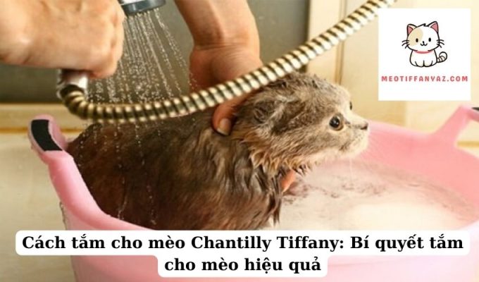 Cách tắm cho mèo Chantilly Tiffany Bí quyết tắm cho mèo hiệu quả