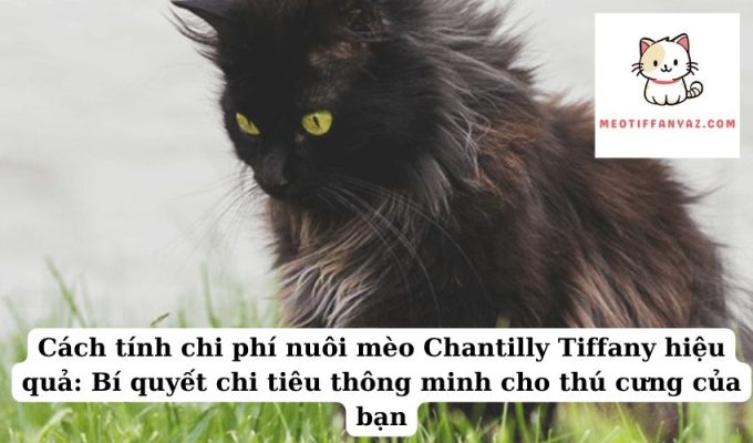 Cách tính chi phí nuôi mèo Chantilly Tiffany hiệu quả Bí quyết chi tiêu thông minh cho thú cưng của bạn