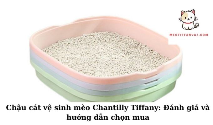 Chậu cát vệ sinh mèo Chantilly Tiffany Đánh giá và hướng dẫn chọn mua