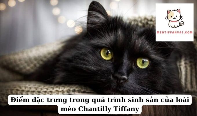 Điểm đặc trưng trong quá trình sinh sản của loài mèo Chantilly Tiffany