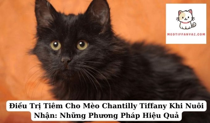 Điều Trị Tiêm Cho Mèo Chantilly Tiffany Khi Nuôi Nhận Những Phương Pháp Hiệu Quả