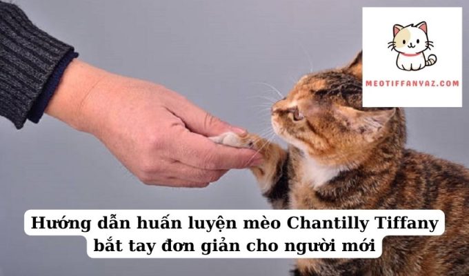 Hướng dẫn huấn luyện mèo Chantilly Tiffany bắt tay đơn giản cho người mới