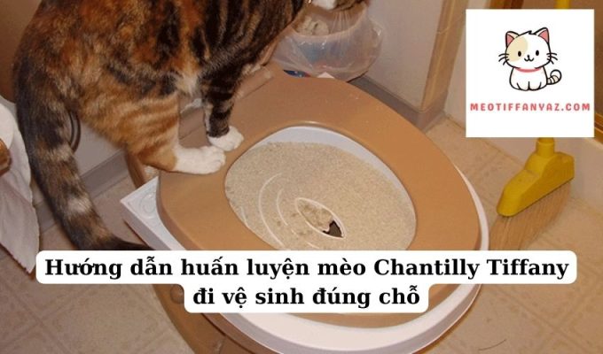 Hướng dẫn huấn luyện mèo Chantilly Tiffany đi vệ sinh đúng chỗ