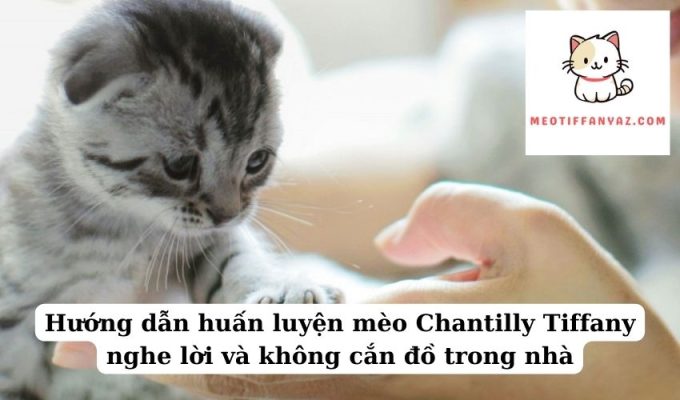 Hướng dẫn huấn luyện mèo Chantilly Tiffany nghe lời và không cắn đồ trong nhà