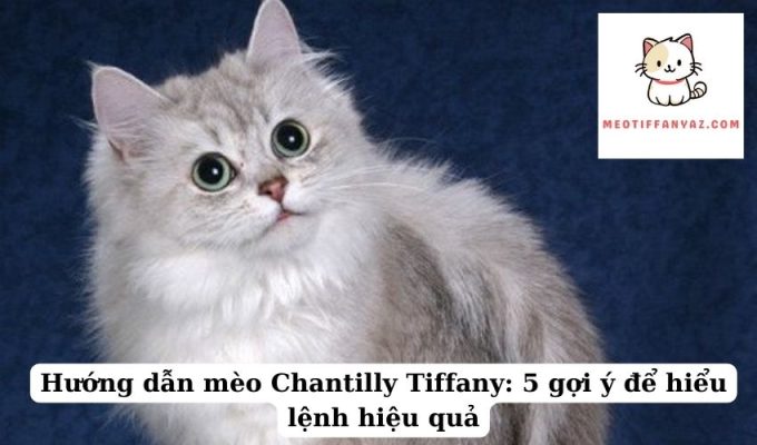 Hướng dẫn mèo Chantilly Tiffany 5 gợi ý để hiểu lệnh hiệu quả