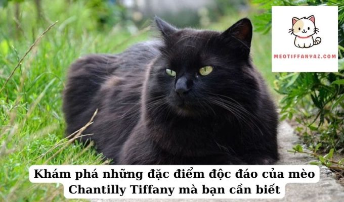 Khám phá những đặc điểm độc đáo của mèo Chantilly Tiffany mà bạn cần biết