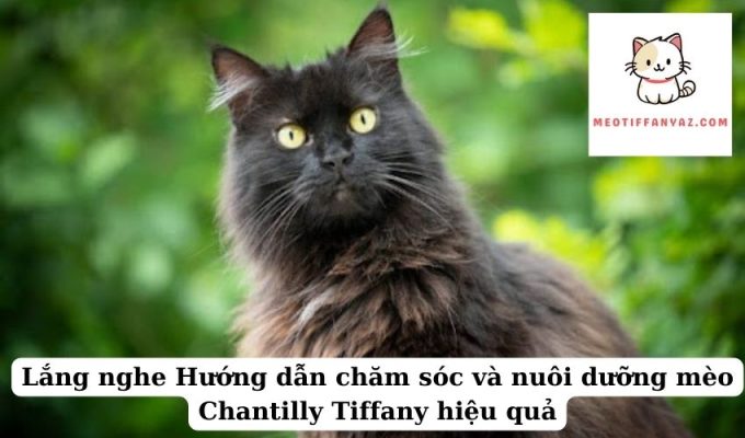 Lắng nghe Hướng dẫn chăm sóc và nuôi dưỡng mèo Chantilly Tiffany hiệu quả