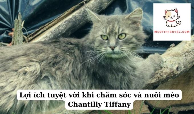 Lợi ích tuyệt vời khi chăm sóc và nuôi mèo Chantilly Tiffany