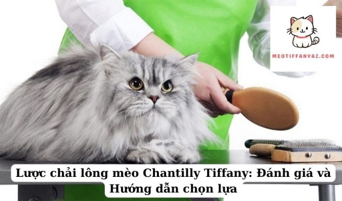 Lược chải lông mèo Chantilly Tiffany Đánh giá và Hướng dẫn chọn lựa