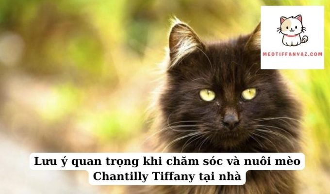 Lưu ý quan trọng khi chăm sóc và nuôi mèo Chantilly Tiffany tại nhà