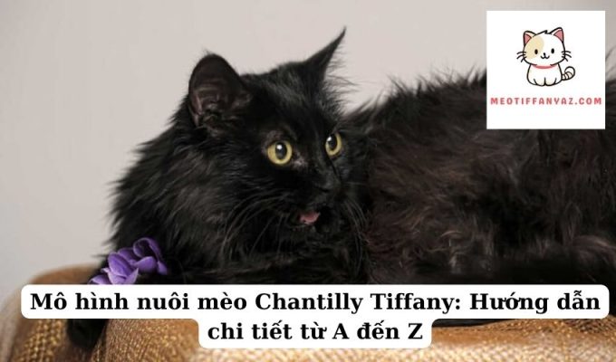 Mô hình nuôi mèo Chantilly Tiffany Hướng dẫn chi tiết từ A đến Z