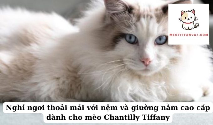 Nghỉ ngơi thoải mái với nệm và giường nằm cao cấp dành cho mèo Chantilly Tiffany