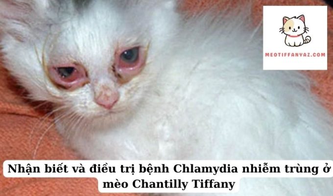 Nhận biết và điều trị bệnh Chlamydia nhiễm trùng ở mèo Chantilly Tiffany