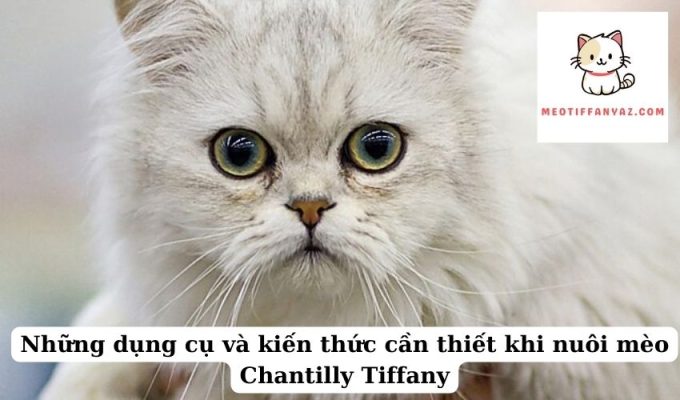 Những dụng cụ và kiến thức cần thiết khi nuôi mèo Chantilly Tiffany