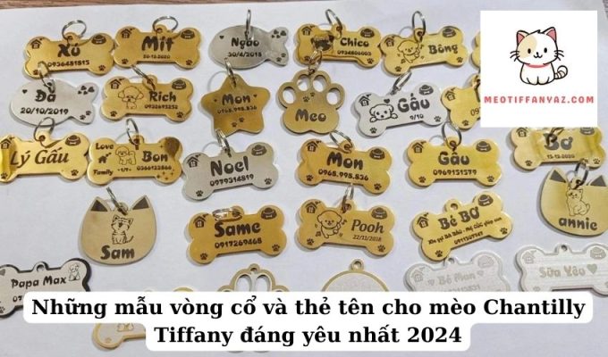 Những mẫu vòng cổ và thẻ tên cho mèo Chantilly Tiffany đáng yêu nhất 2024