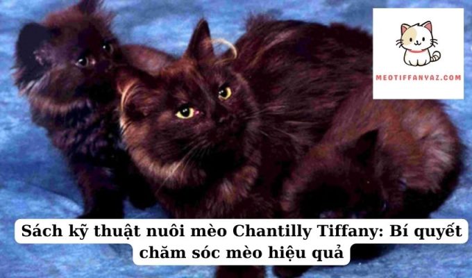 Sách kỹ thuật nuôi mèo Chantilly Tiffany Bí quyết chăm sóc mèo hiệu quả