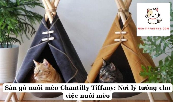 Sàn gỗ nuôi mèo Chantilly Tiffany Nơi lý tưởng cho việc nuôi mèo