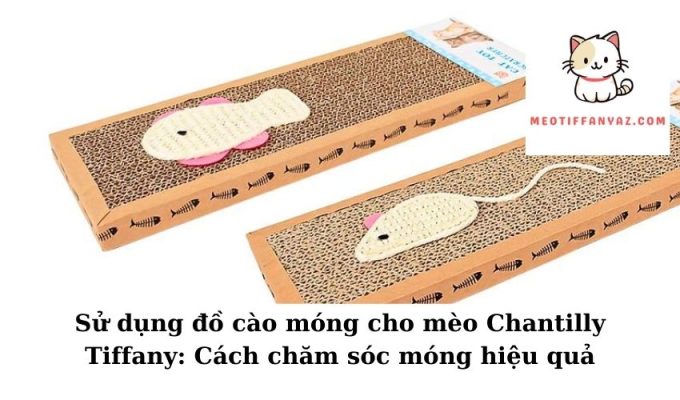 Sử dụng đồ cào móng cho mèo Chantilly Tiffany Cách chăm sóc móng hiệu quả