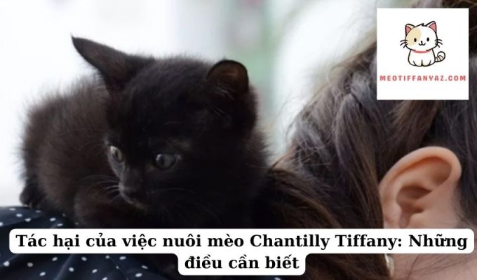 Tác hại của việc nuôi mèo Chantilly Tiffany Những điều cần biết