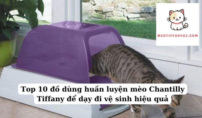 Top 10 đồ dùng huấn luyện mèo Chantilly Tiffany để dạy đi vệ sinh hiệu quả