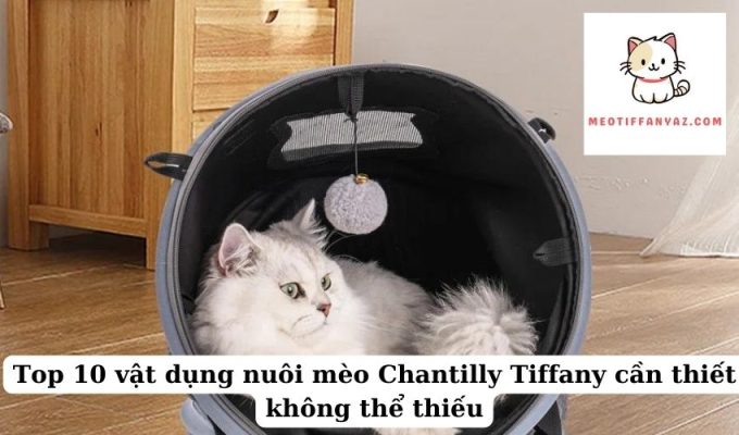 Top 10 vật dụng nuôi mèo Chantilly Tiffany cần thiết không thể thiếu