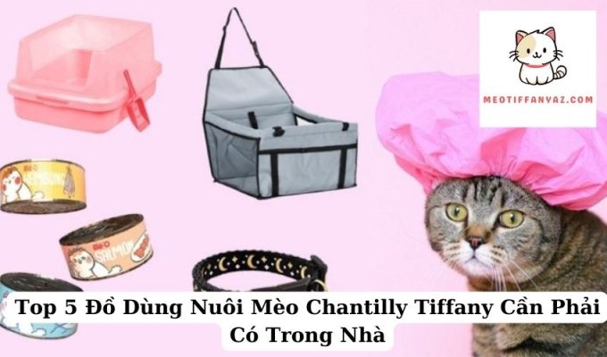 Top 5 Đồ Dùng Nuôi Mèo Chantilly Tiffany Cần Phải Có Trong Nhà