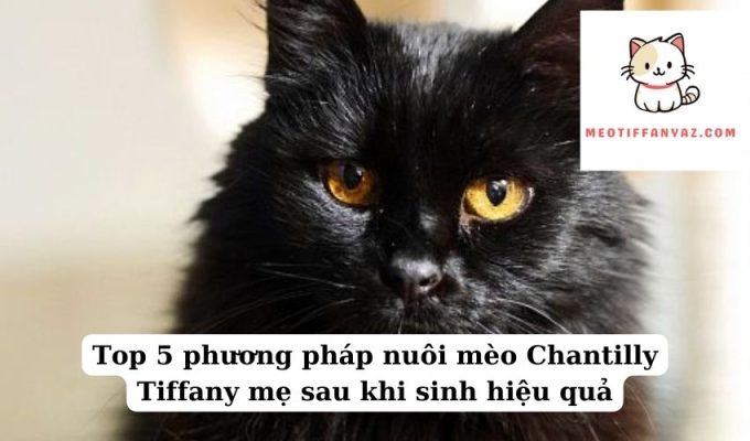 Top 5 phương pháp nuôi mèo Chantilly Tiffany mẹ sau khi sinh hiệu quả